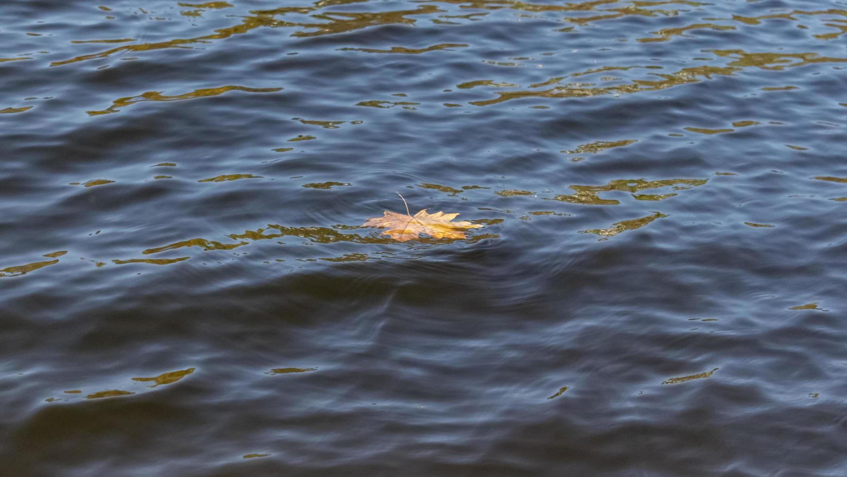 feuille jaune dans l'eau bleue photo