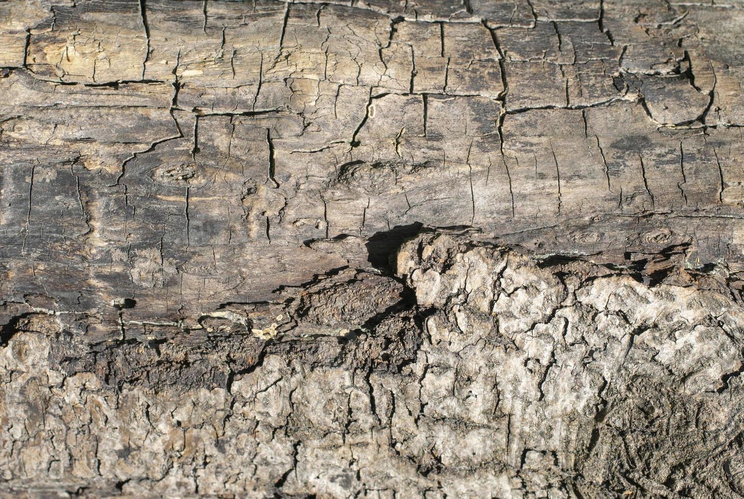 texture du bois de chêne, vieux tronc sec photo