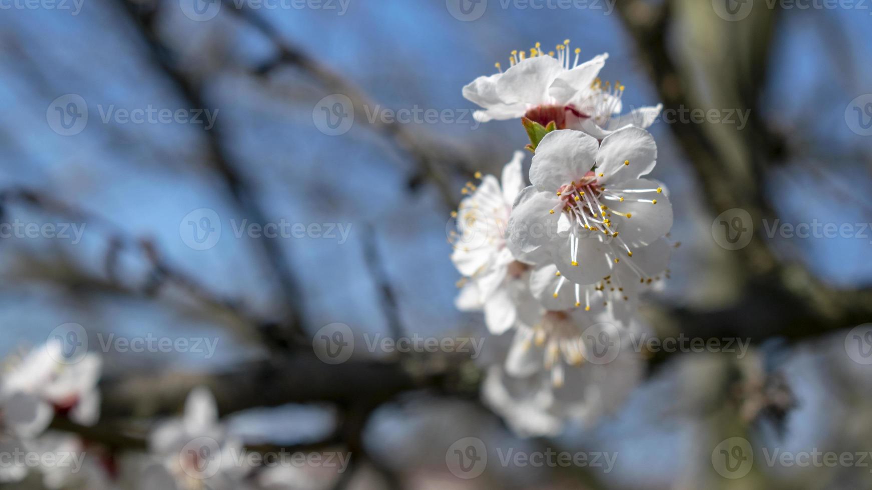 fleurs d'abricotier avec flou artistique. fleurs blanches de printemps sur une branche d'arbre. abricotier en fleurs. printemps, saisons, fleurs blanches de gros plan d'abricotier. photo