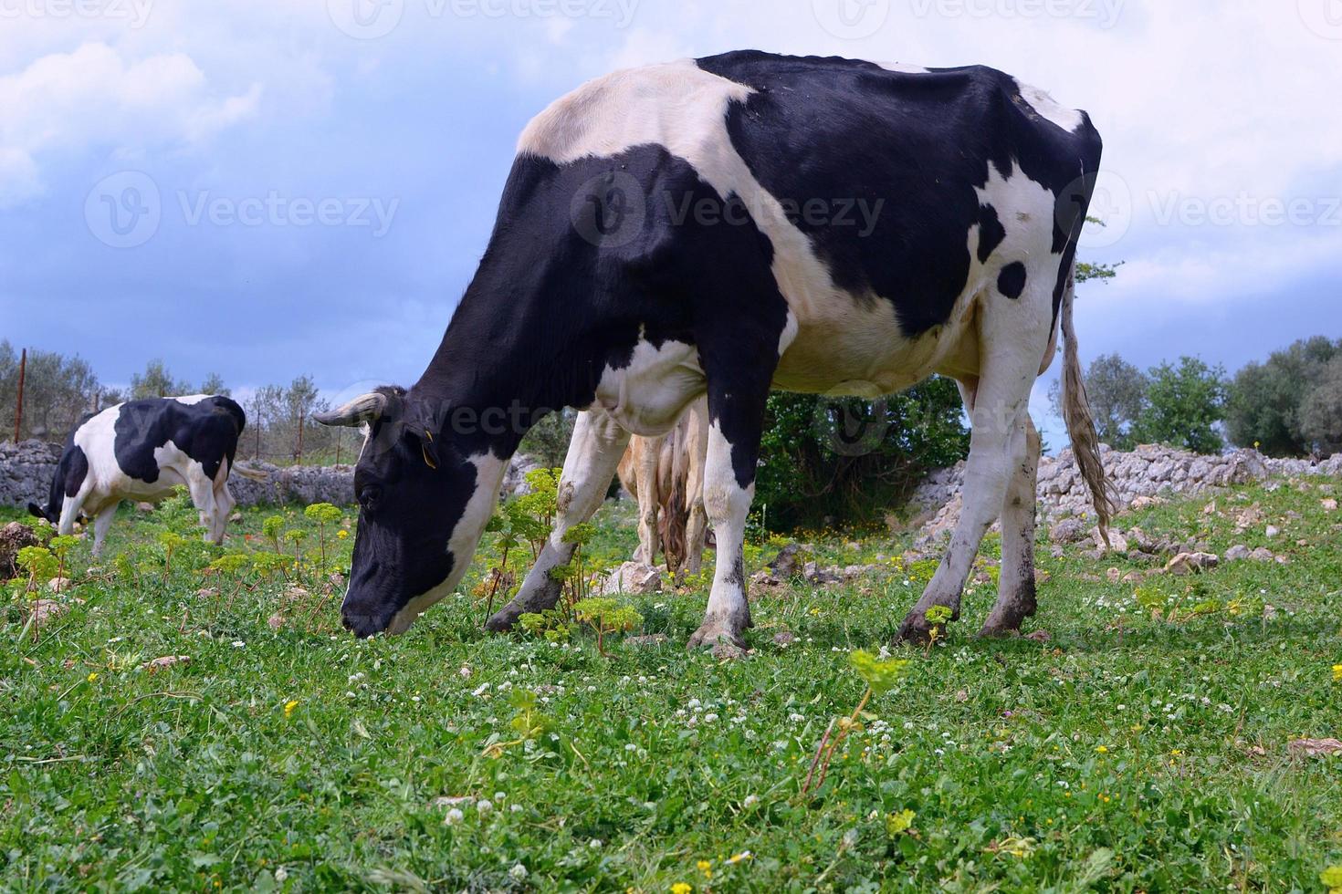 vaches laitières au pâturage. vache frisonne au premier plan en train de paître. photo