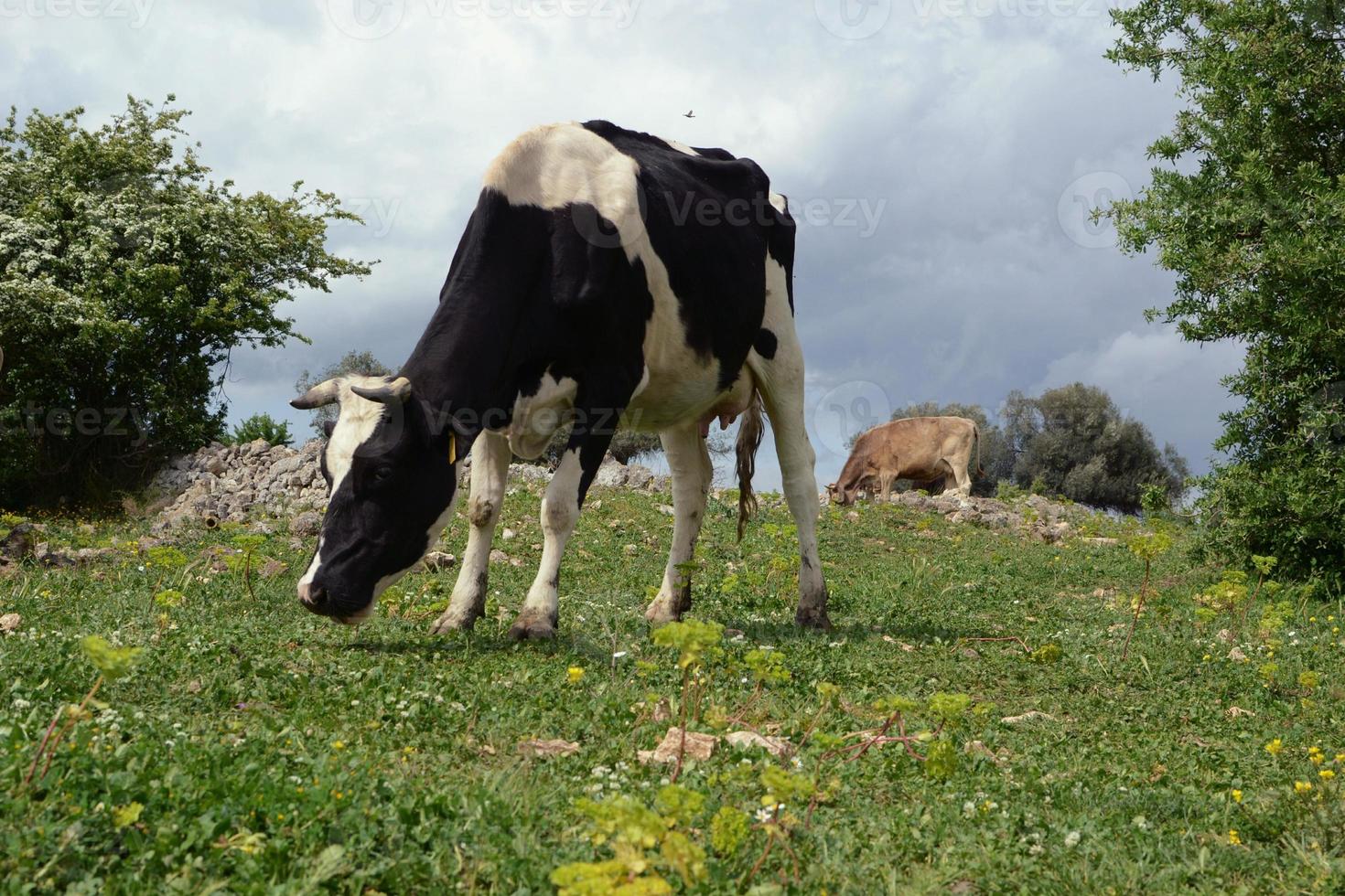 vaches laitières au pâturage photo