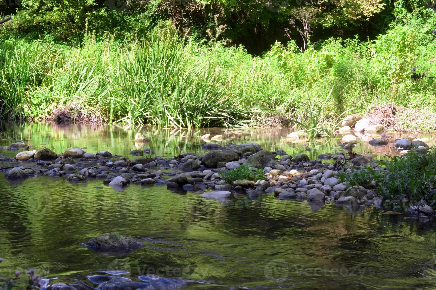 beau reflet de plantes dans le lit de la rivière, photo