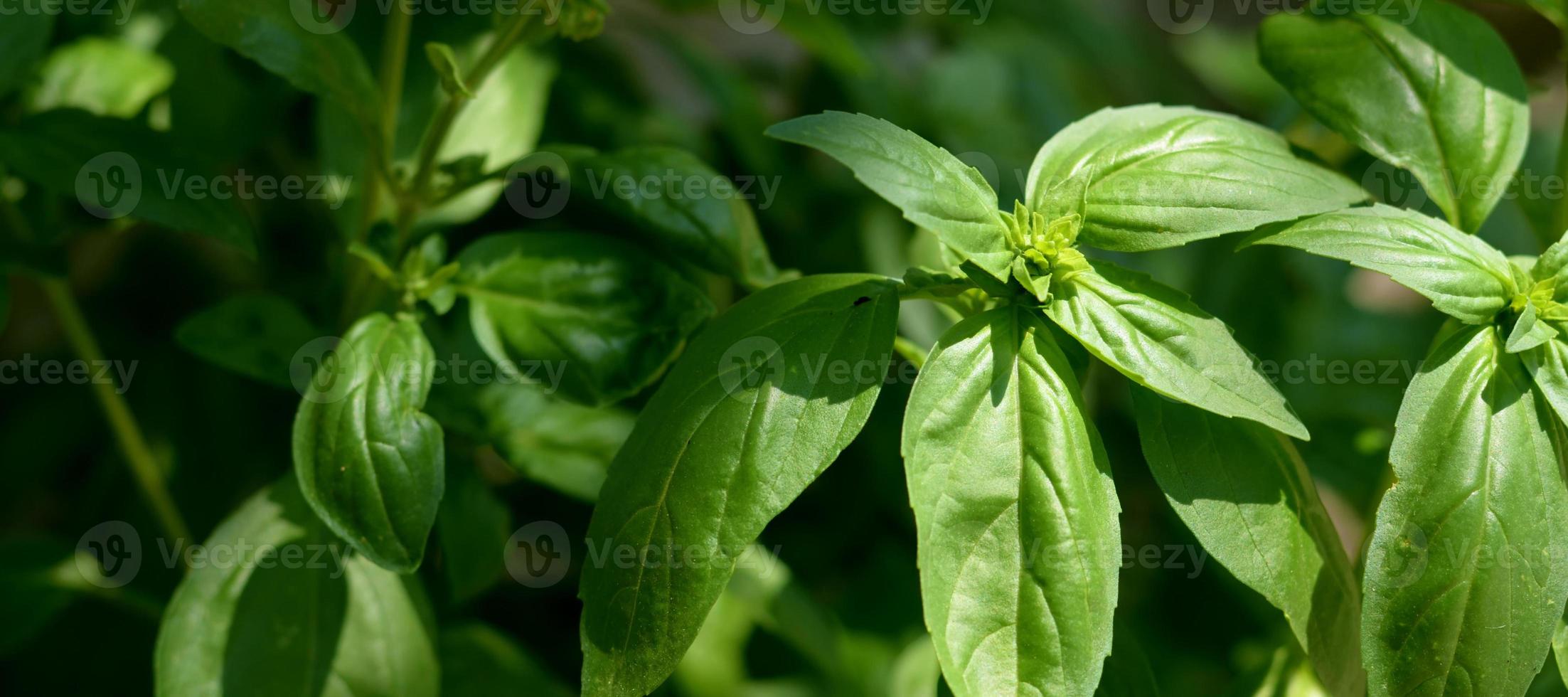 détail d'une plante de basilic vert photo