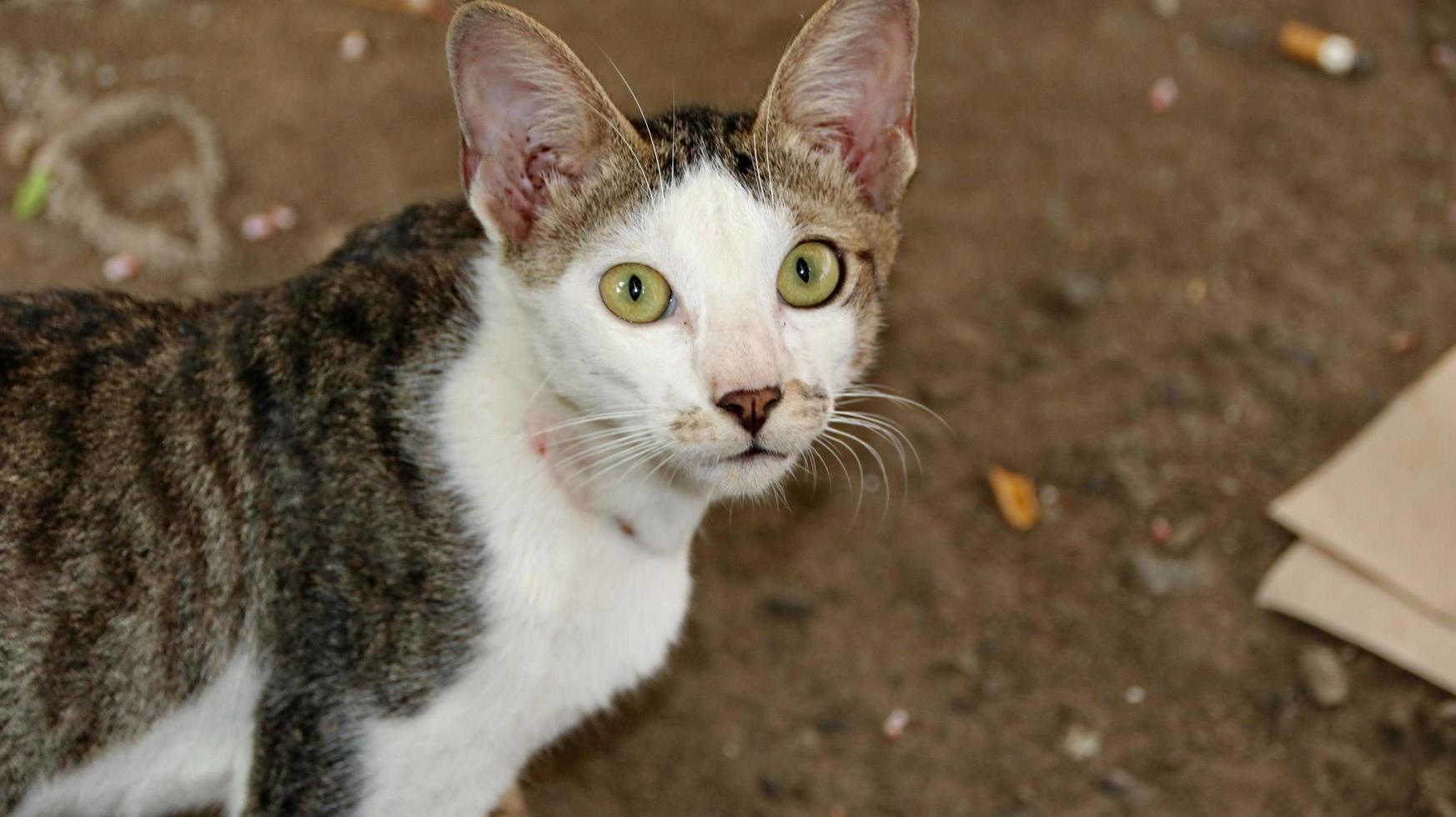 chats errants mangeant dans la rue. un groupe de chats des rues sans abri et affamés mangeant de la nourriture donnée par des bénévoles. nourrir un groupe de chats errants sauvages, concept de protection et d'adoption des animaux photo