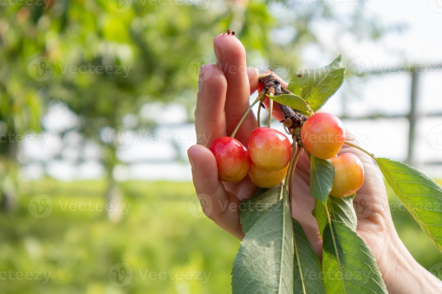 cerises mûres sur une branche avec des feuilles dans une main féminine. mains avec des cerises. cueillir des cerises et des cerises dans le jardin ou à la ferme par une chaude journée ensoleillée. photo