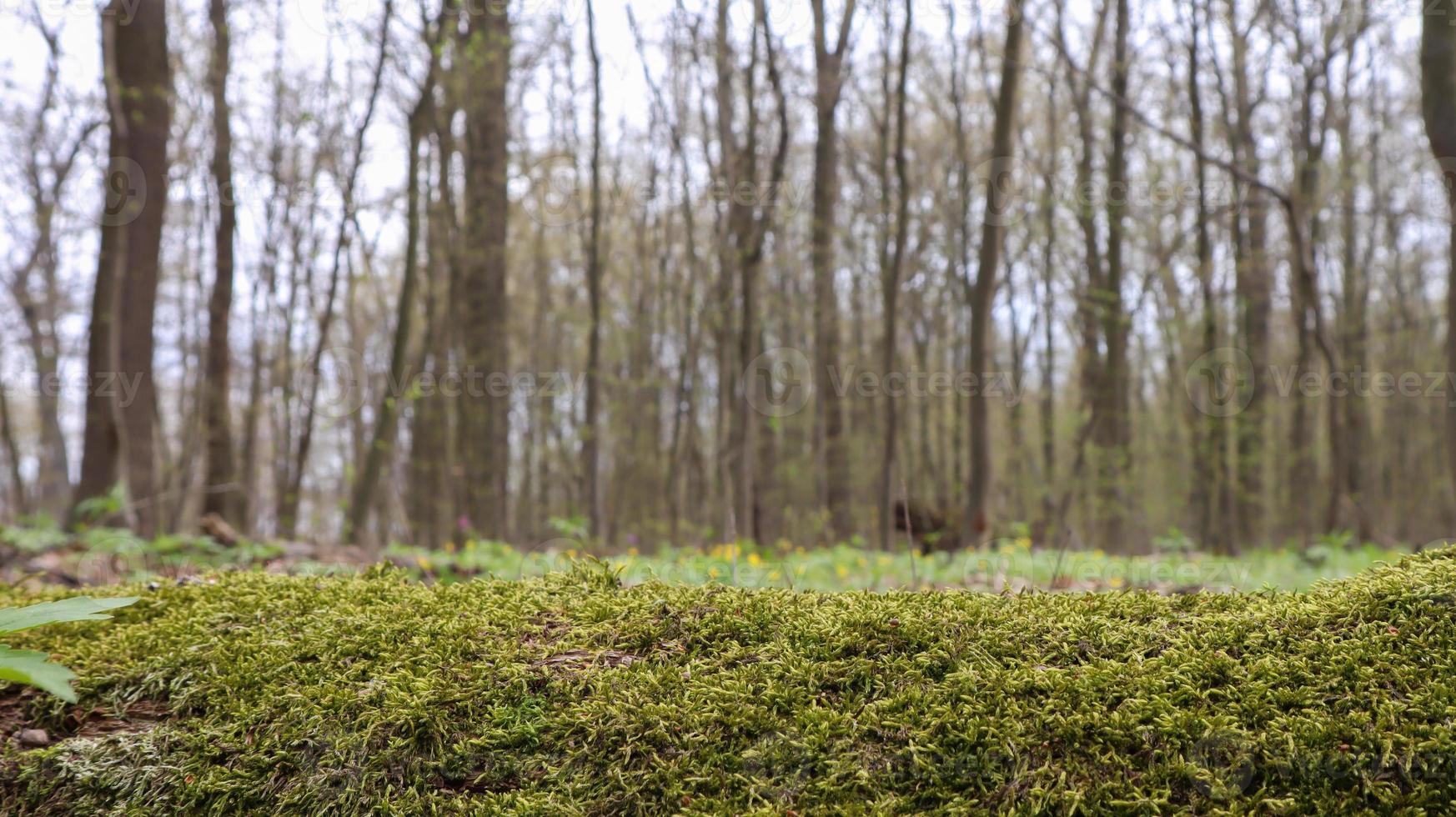 forêt de mousse. gros plan d'un tronc d'arbre tombé dans la forêt. arbre mort dans la forêt recouverte de mousse verte. forêt de montagne avec des arbres. les rayons chauds du soleil illuminent les plantes. photo