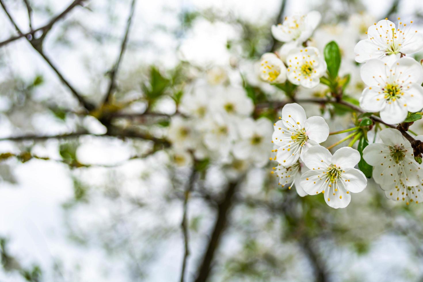 fleurs de cerisier dans le jardin. photo