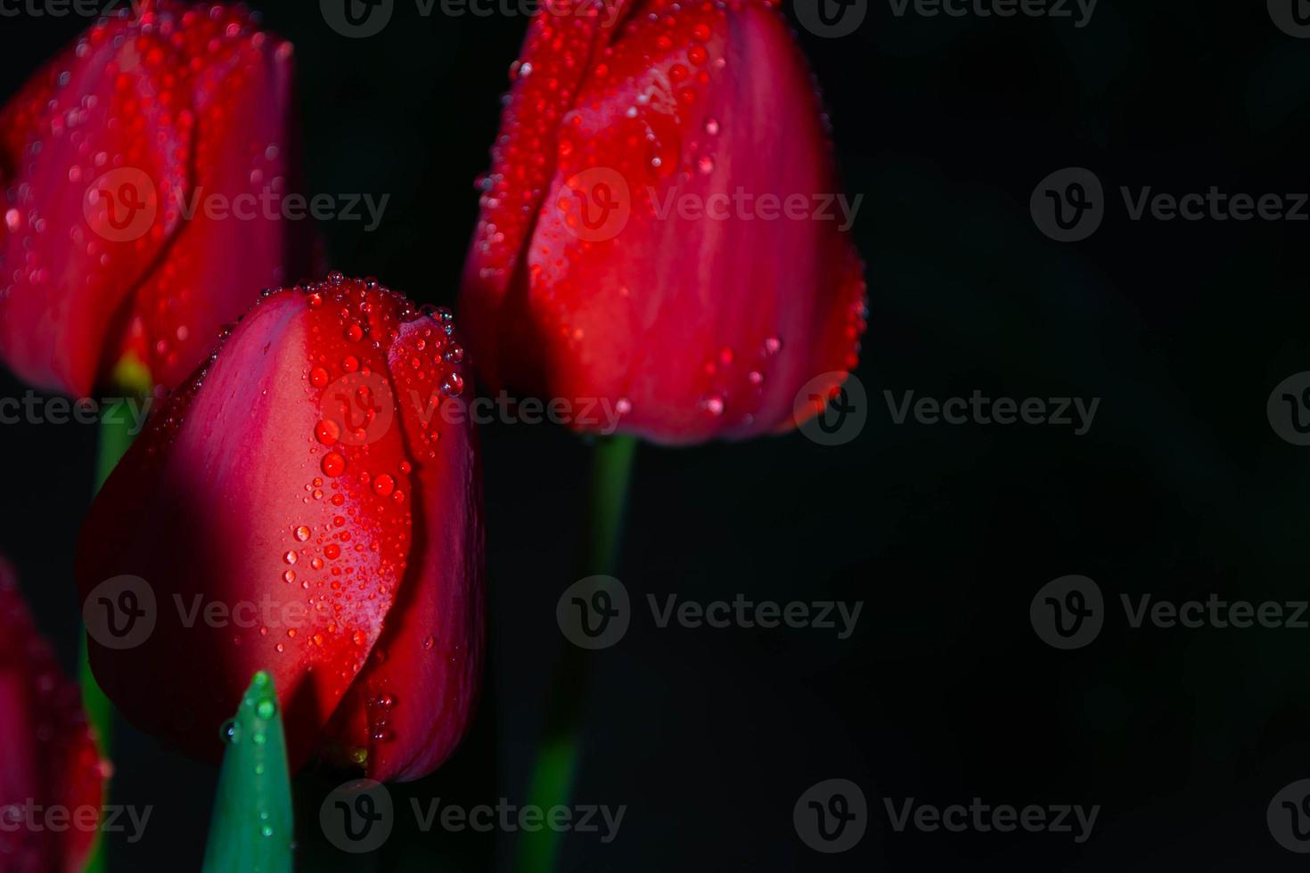 tulipes rouges sur fond sombre. photo