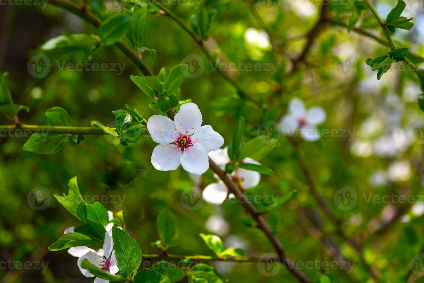 printemps, fleurs de prunier sur une branche. photo