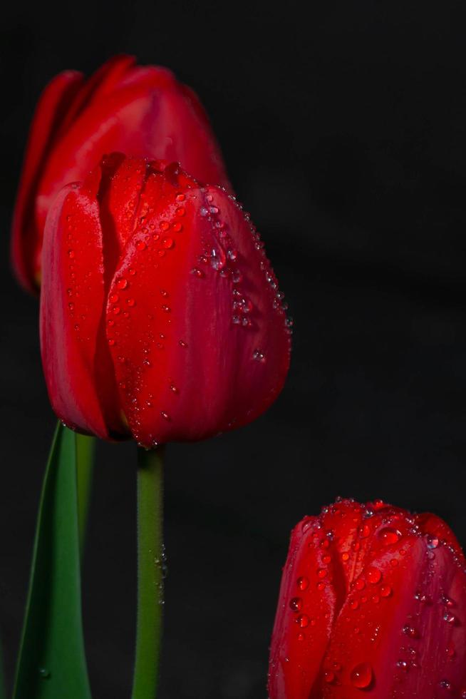 fleurs rouges, tulipes rouges photo