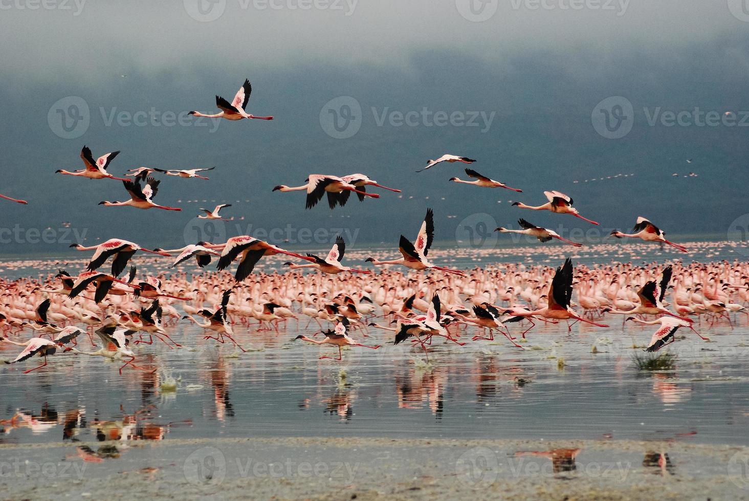 flamants roses au lac nakuru photo