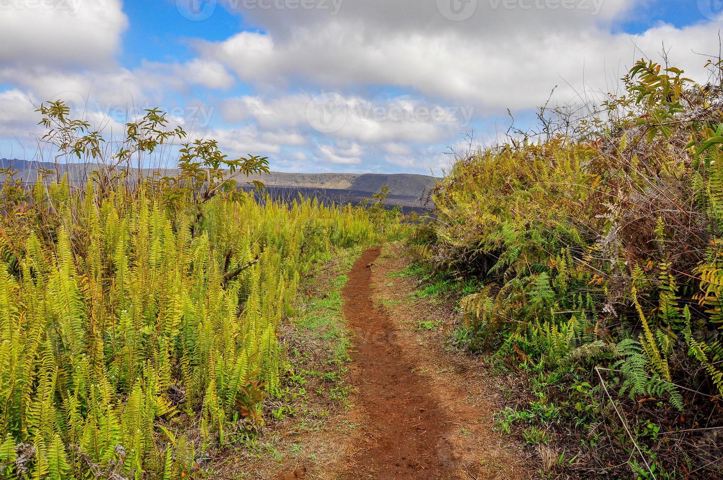 un chemin, îles isabela, équateur photo