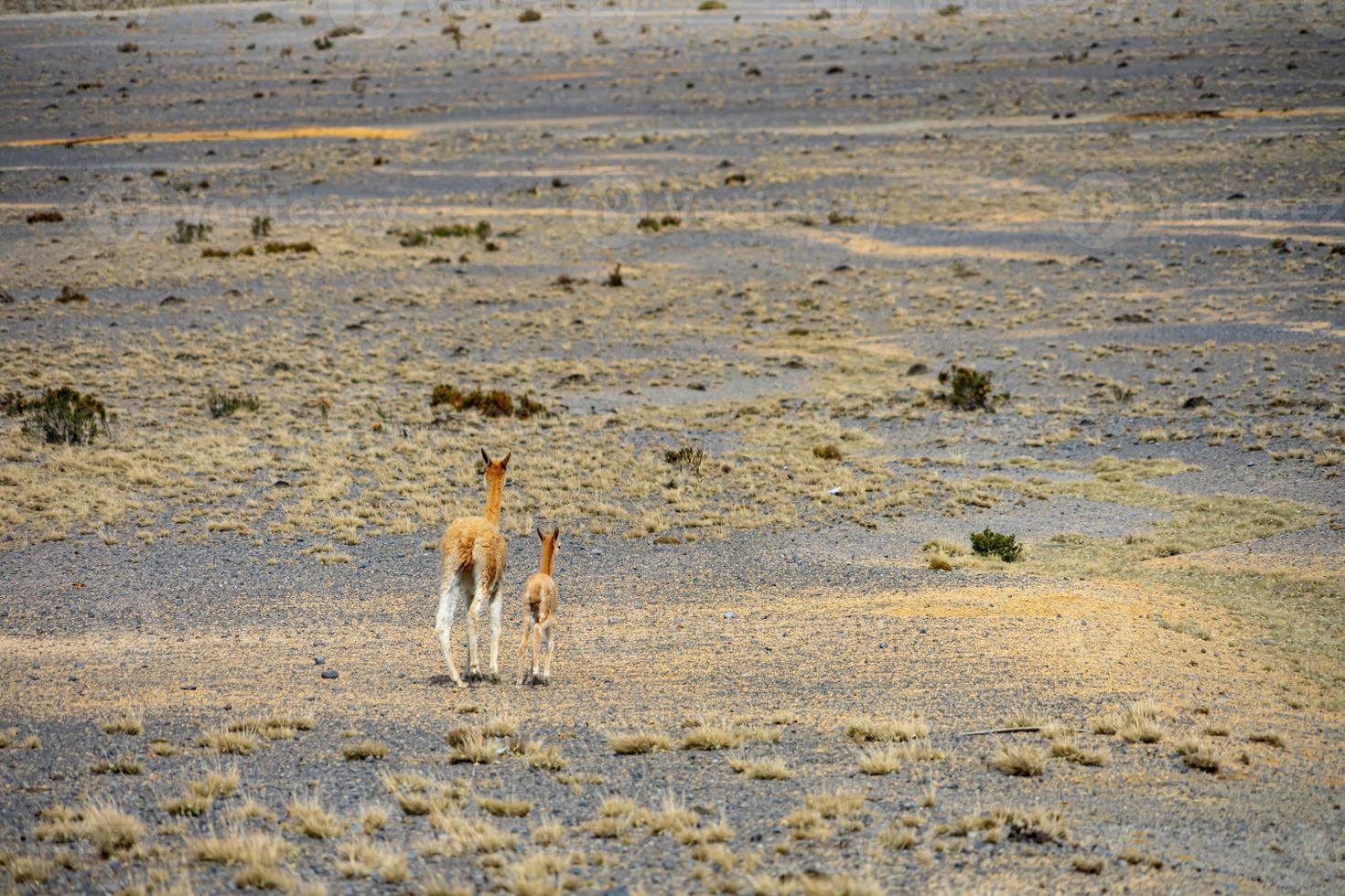 faune à la réserve faunique de chimborazo en équateur photo