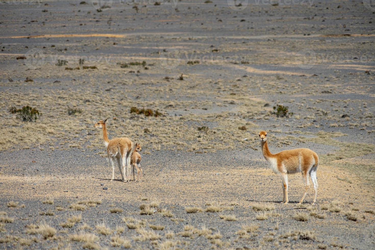 faune à la réserve faunique de chimborazo en équateur photo