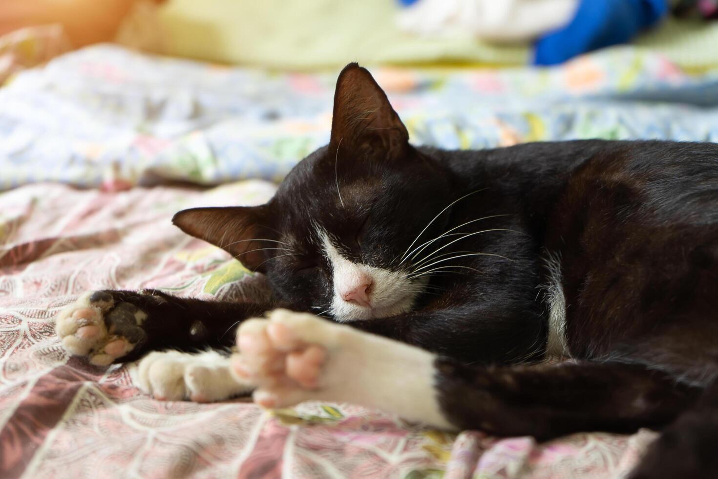 chat sont en train de dormir sur le tissu. photo