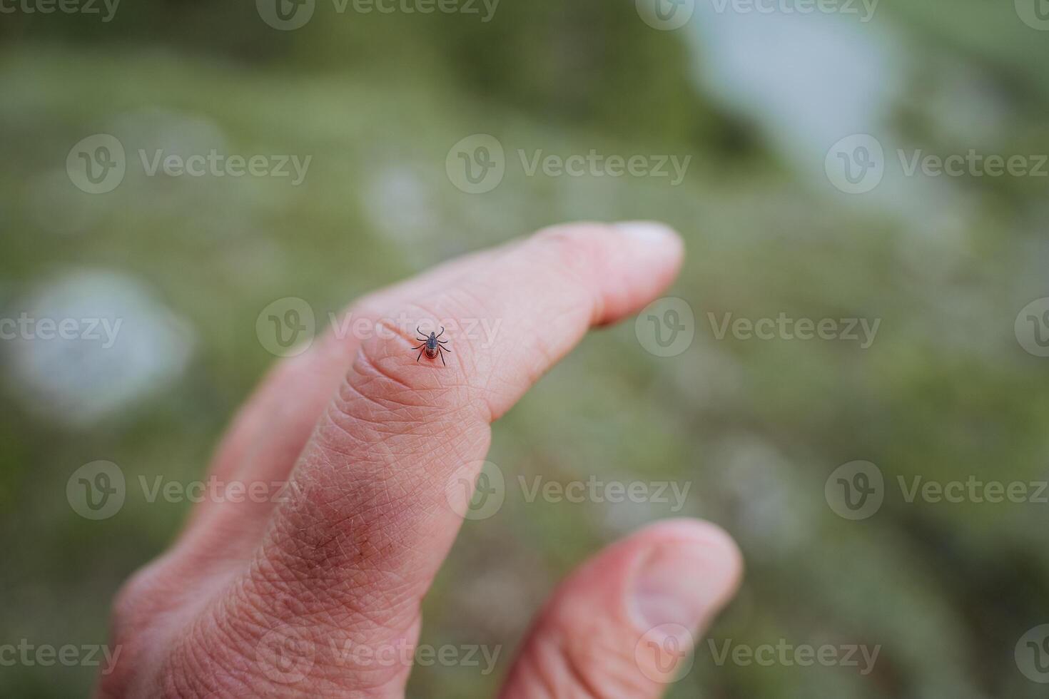 une petit cocher avec une rouge corps rampe sur le peau sur le bras, un encéphalite transporteur de le maladie dans le forêt, une touristique choisi en haut une cocher sur une marcher, une main dans danger de un insecte. photo