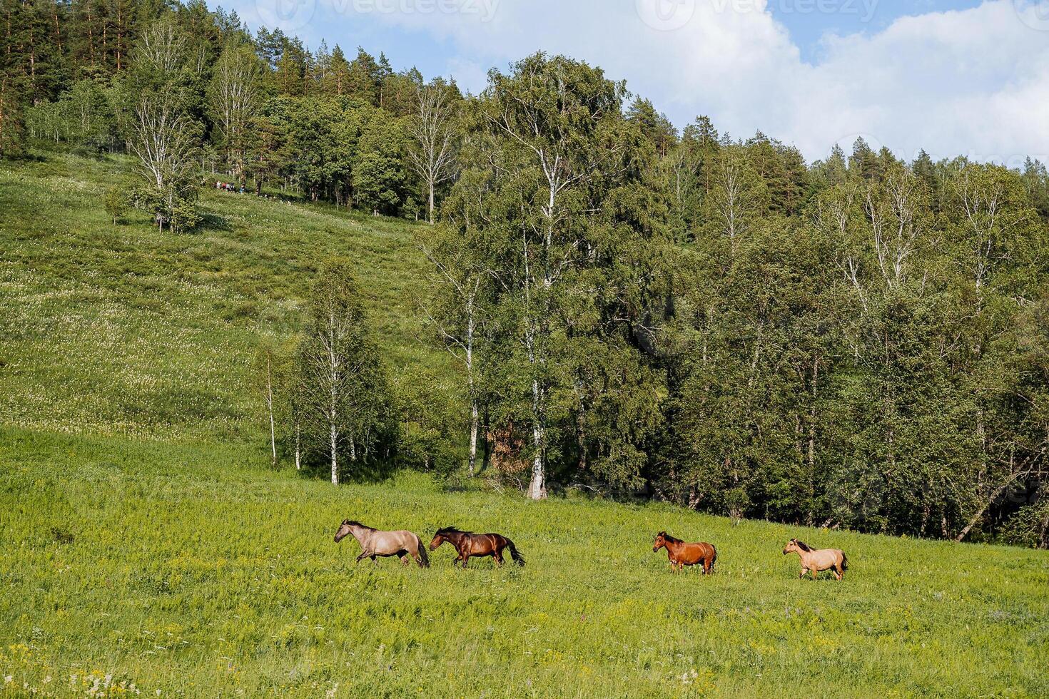 quatre sauvage les chevaux pâturer sur le champ contre le Contexte de le forêt, magnifique les chevaux marcher par le vallonné terrain, une national animal, une marron cheval, une cheval dans le sauvage photo