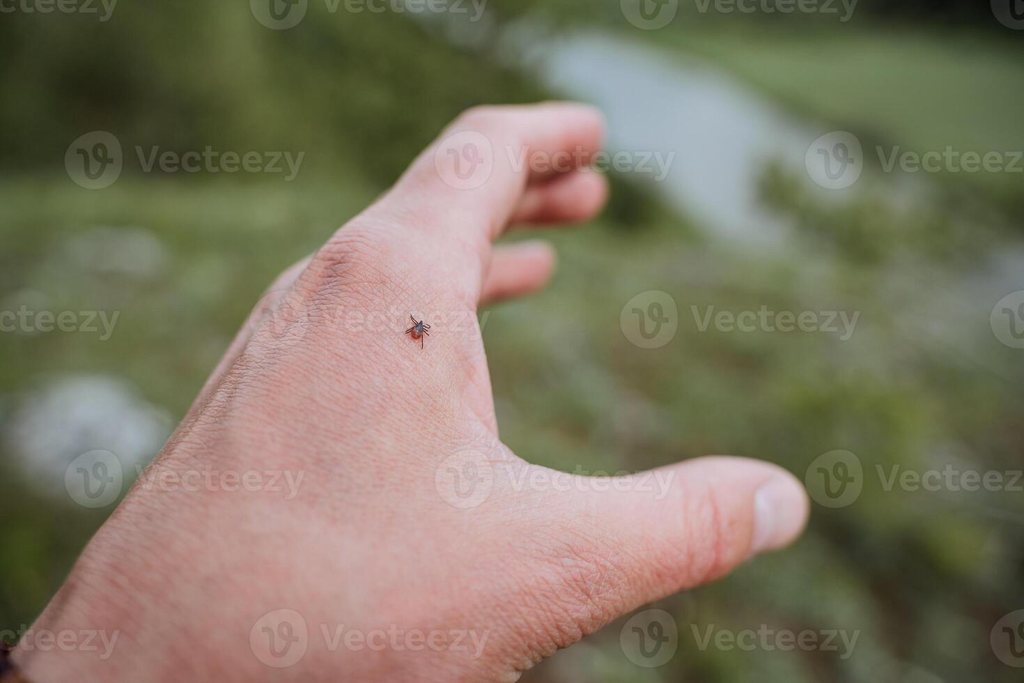 une cocher attaqué une homme coincé dans le bras, une dangereux insecte dans nature, un encéphalite cocher rampe sur Humain peau, une fatal mordre, une viral maladie transporteur. photo