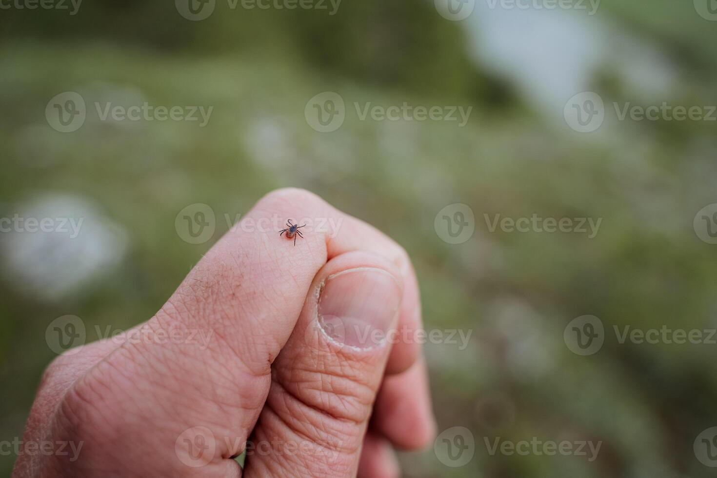 encéphalite cocher rampe sur le peau, une nocif insecte se répand mortel virus, borréliose est dangereux de une cocher mordre, petit griffe jambes, rampe sur le bras. photo