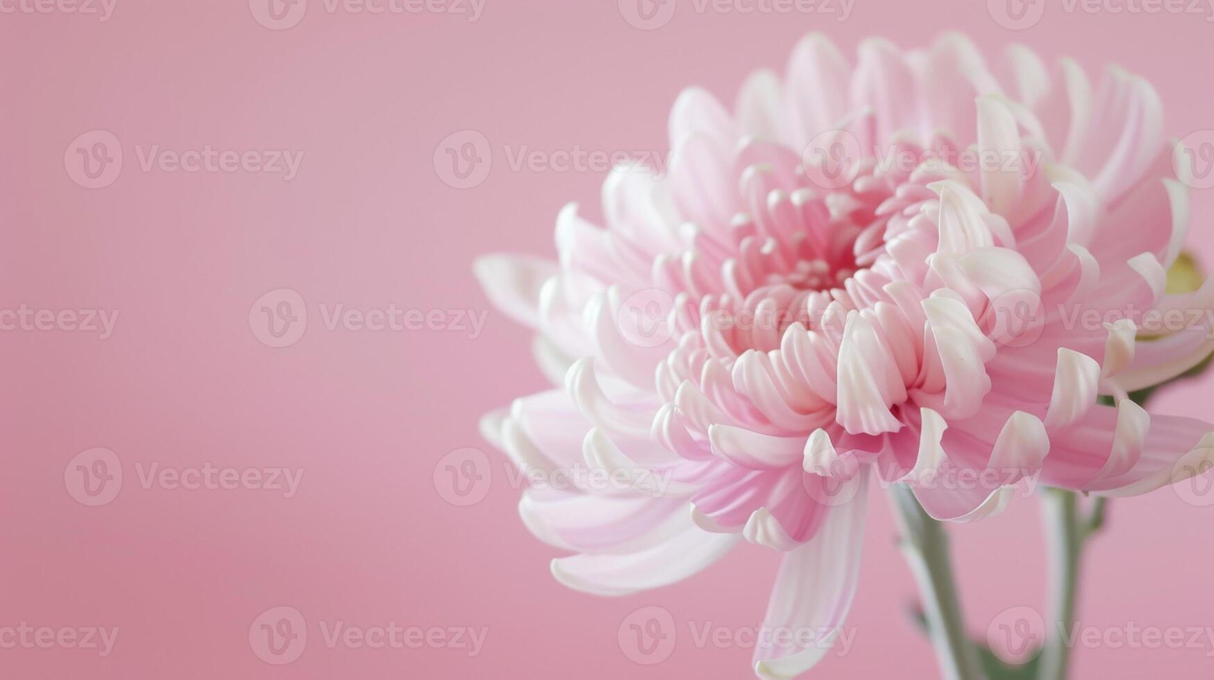 fermer de une rose chrysanthème fleur avec délicat pétales et doux bokeh Contexte photo