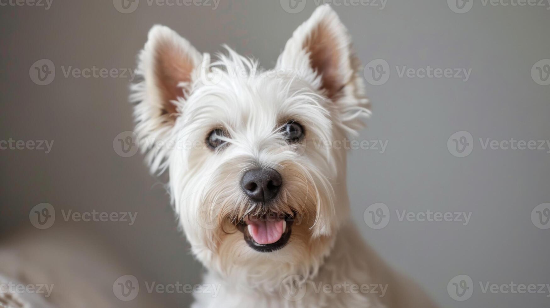 Westie terrier chien blanc animal de compagnie animal mignonne velu oreilles portrait canin photo