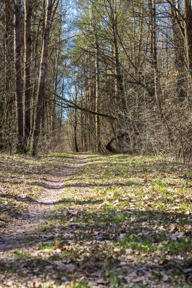 paysage coup de le forêt. la nature photo