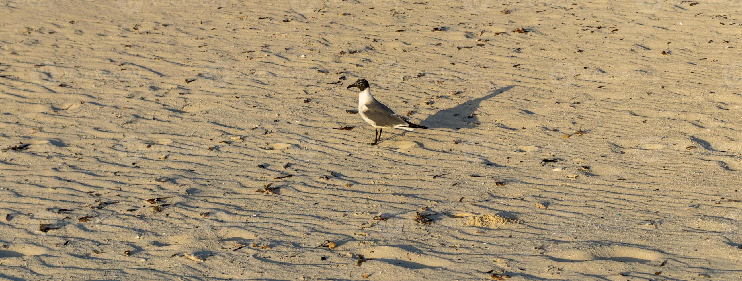 coup de le mouette en marchant par le plage. la nature photo