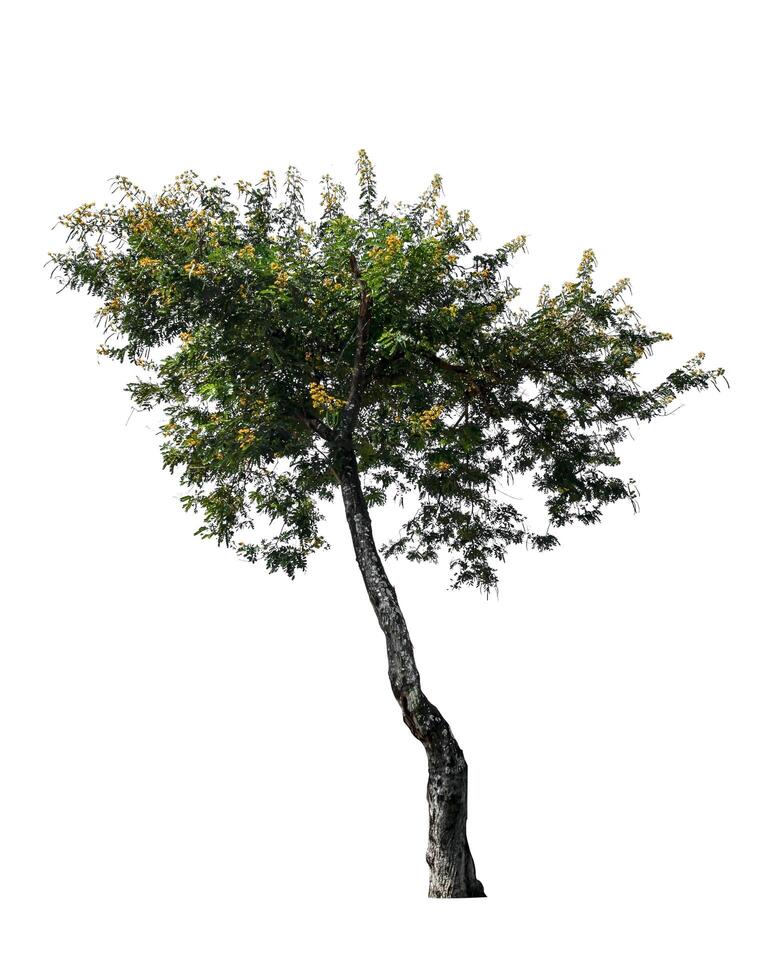 Célibataire arbre isolé sur blanc Contexte avec coupure chemin photo