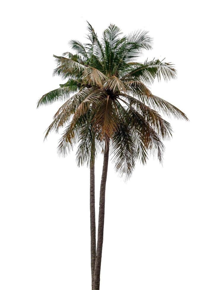noix de coco arbre isolé sur blanc Contexte avec coupure chemin photo