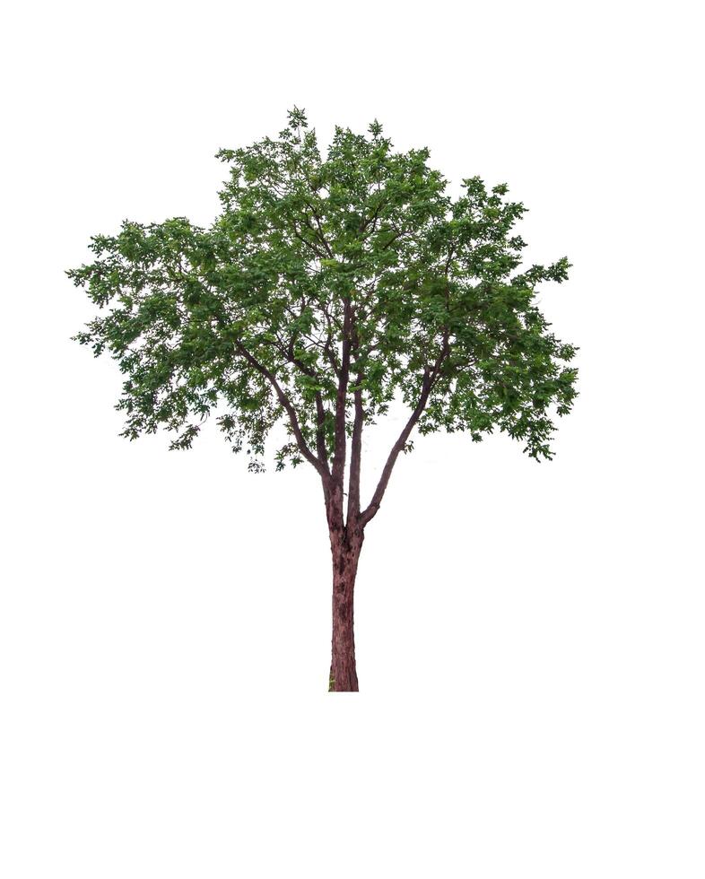 magnifique vert feuille Célibataire arbre isolé sur une blanc Contexte photo