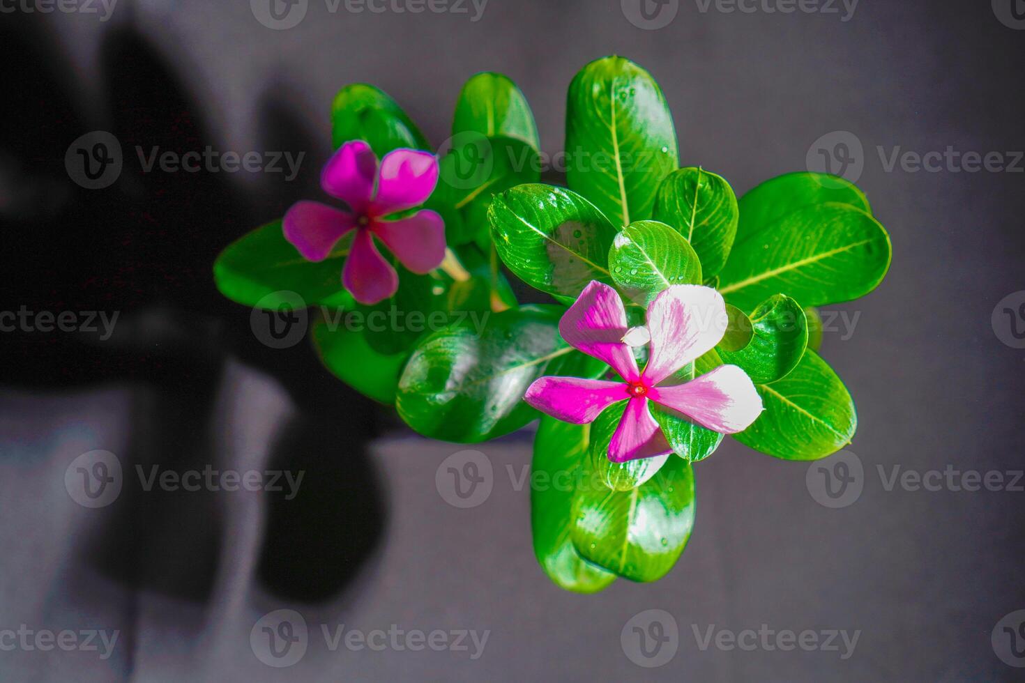 fermer vue de rose pervenche fleurs. photo