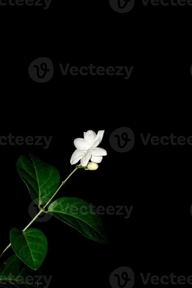 jasmin fleurs sur une noir arrière-plan, proche en haut de une parallèle point de vue. photo