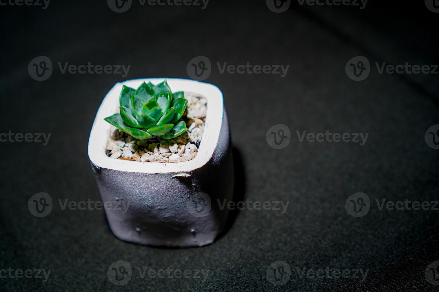fermer vue de une cactus dans une blanc pot sur une noir chiffon. photo