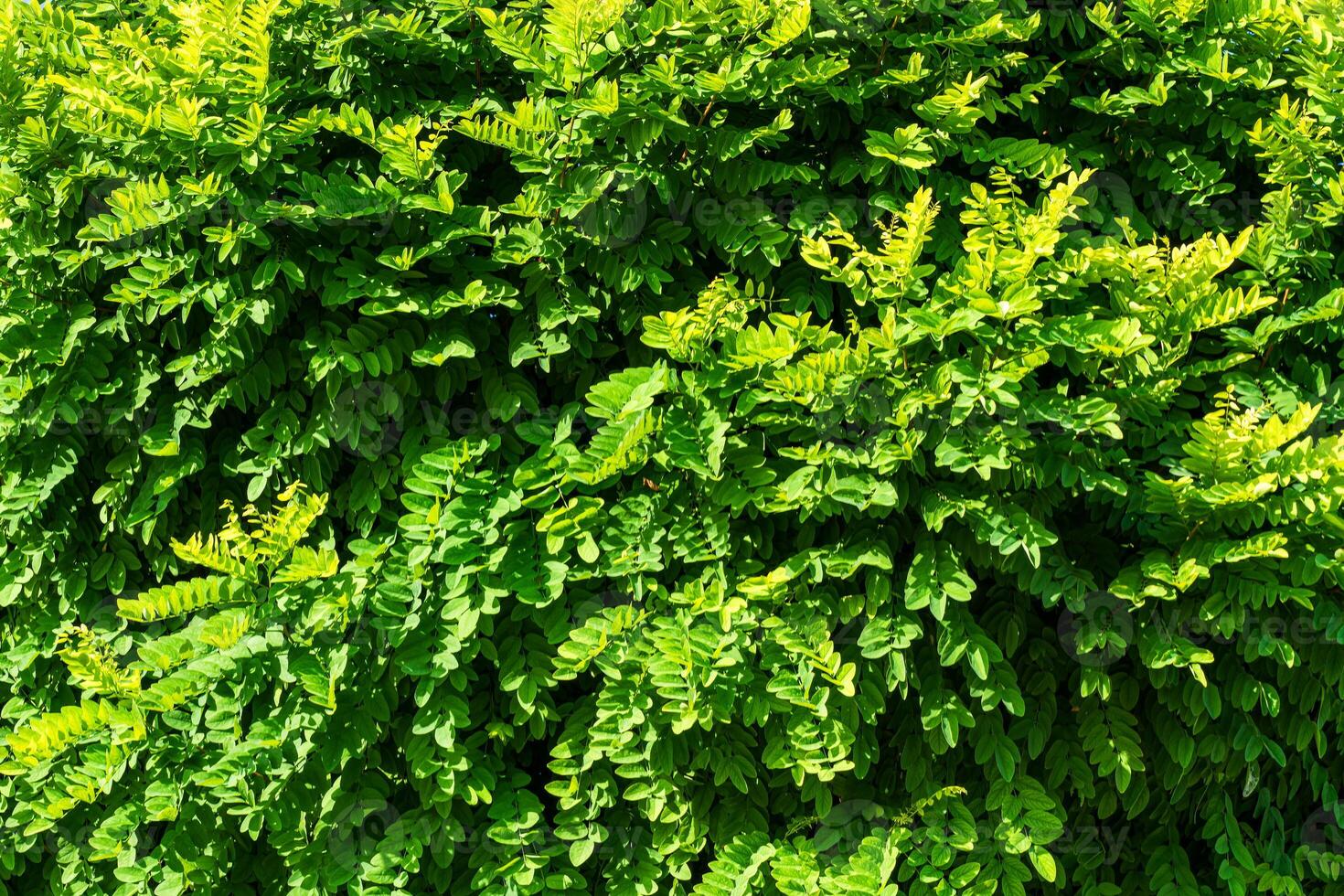 décoratif mur de une plante avec vert feuilles. Naturel modèle. abstrait Contexte. aménagement paysager. photo