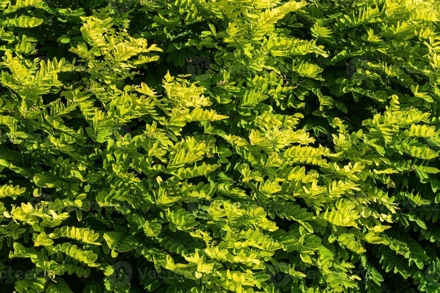 décoratif mur de une plante avec vert feuilles. Naturel modèle. abstrait Contexte. aménagement paysager. photo