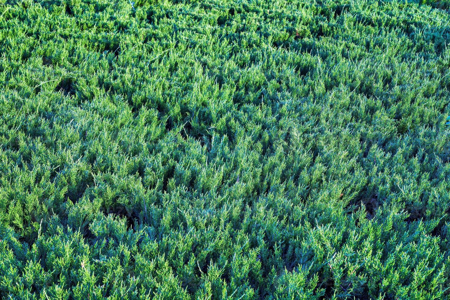 Contexte de décoratif genévrier. ornemental plante. photo