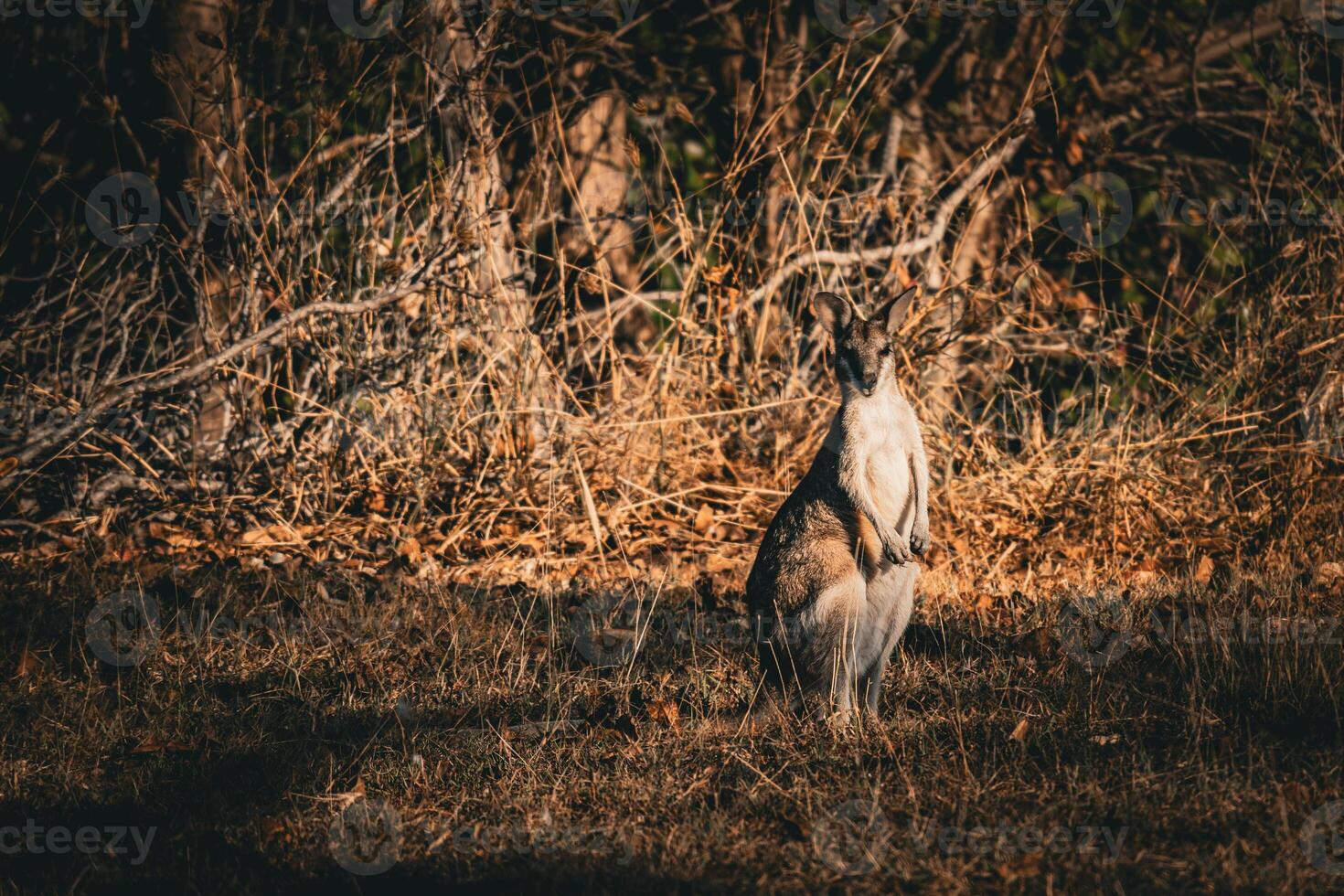 kangourou à crépuscule photo