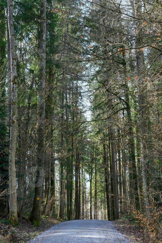 isolé forêt Piste photo