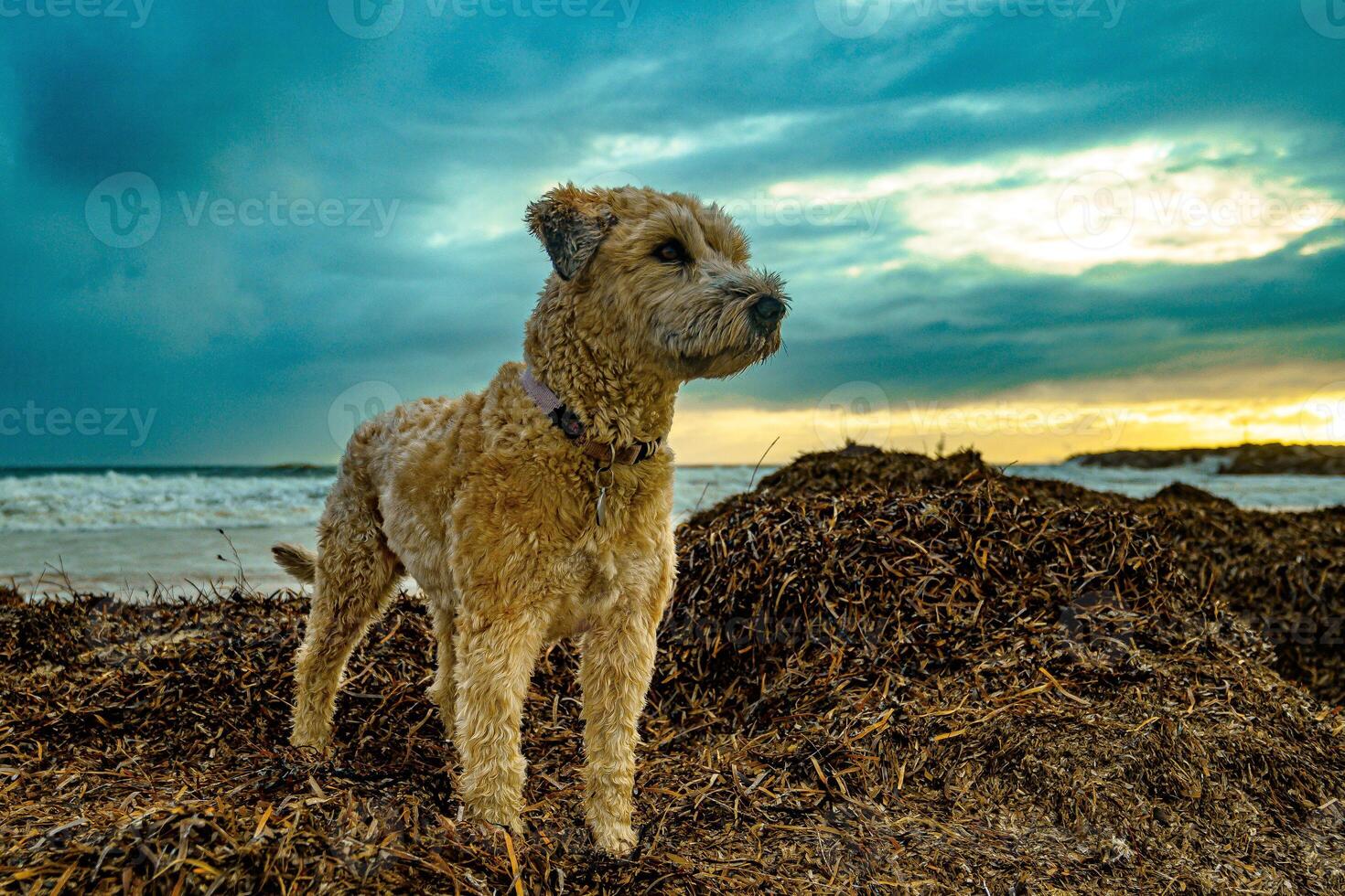 bord de mer sentinelle un photo