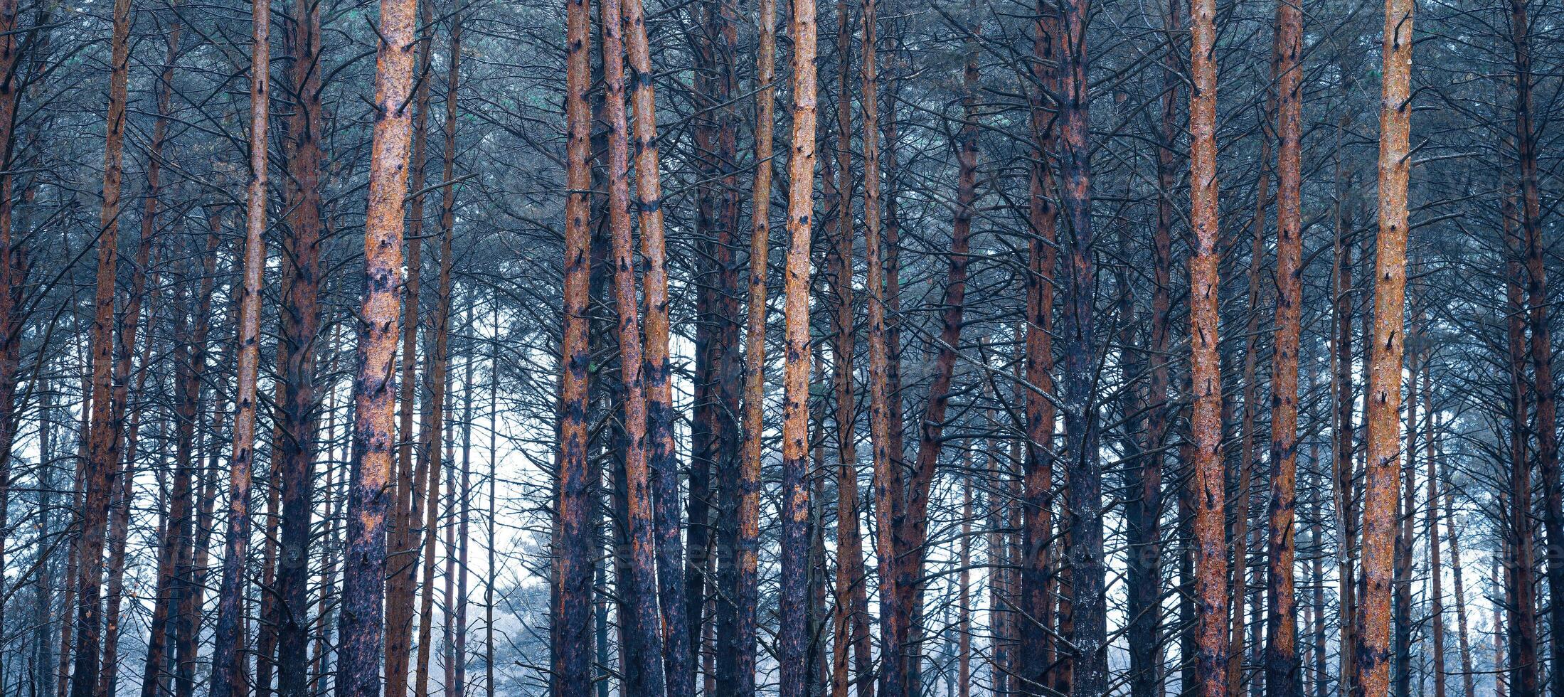 panorama de pin l'automne brumeux forêt. Lignes de pin les troncs enveloppé dans brouillard sur une nuageux journée. photo