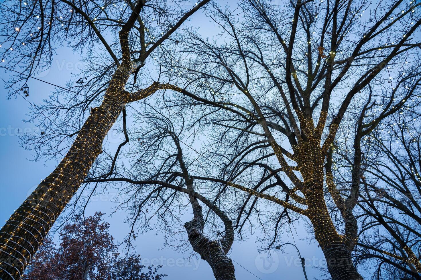 une arbre décoré avec de fête guirlandes contre le Contexte de le soir ciel. photo