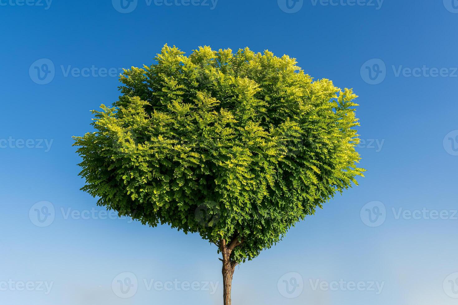 arbre avec vert feuilles dans le forme de une cœur contre une bleu ciel. le concept de l'amour pour la nature et environnement protection. la Saint-Valentin journée Contexte. photo