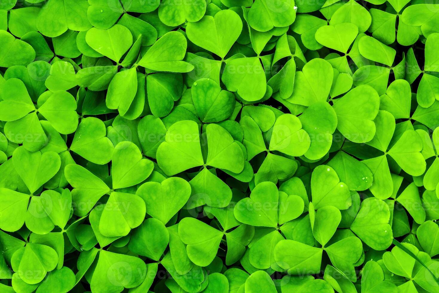 Contexte avec vert trèfle feuilles pour Saint patrick's journée. trèfle comme une symbole de fortune. photo