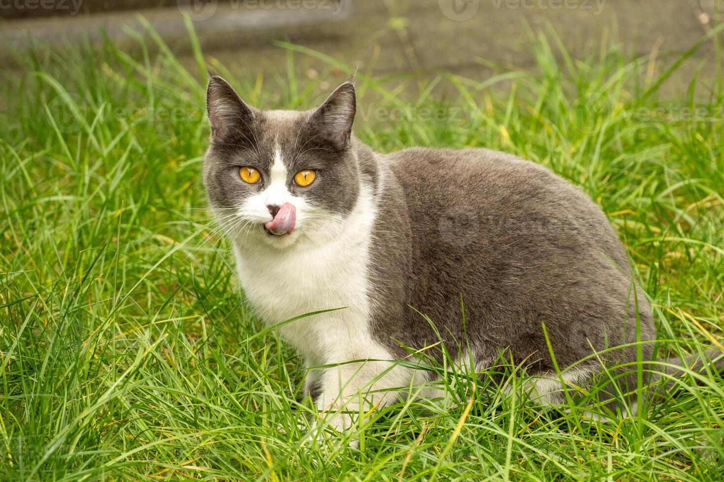 chat clics ses langue dans le Prairie photo