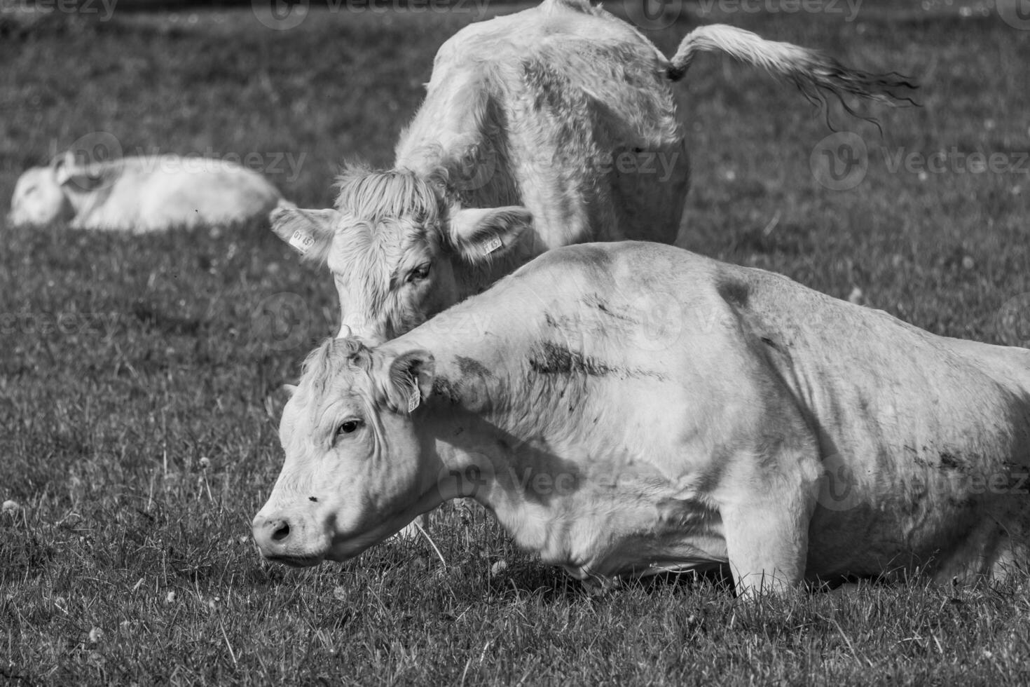 vaches en westphalie photo