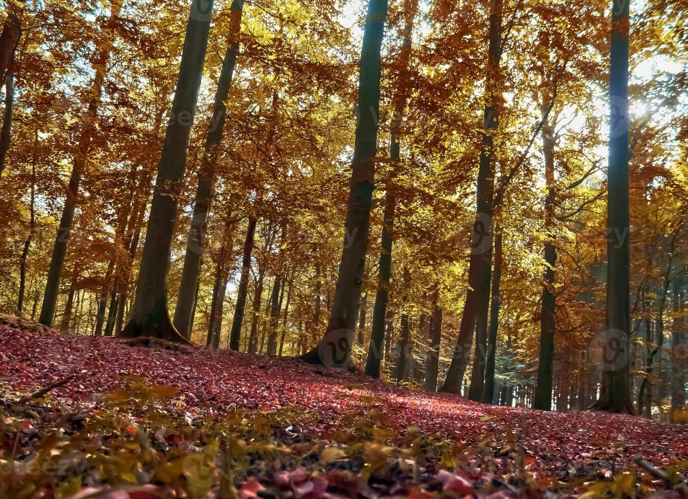 magnifique panorama vue sur une d'or l'automne paysage a trouvé dans UE photo