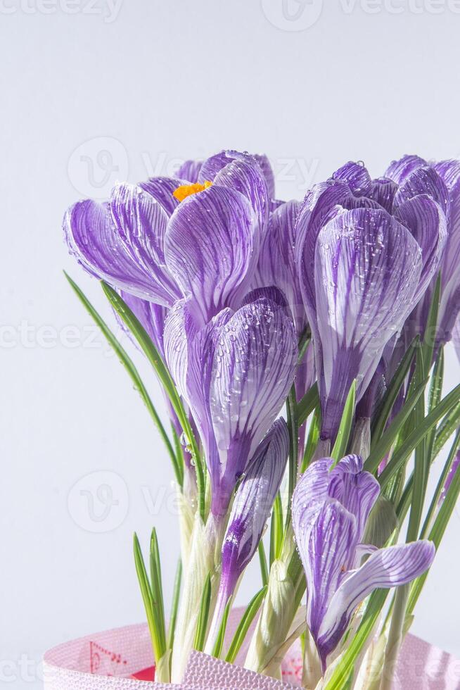 violet fleurs de crocus. photo