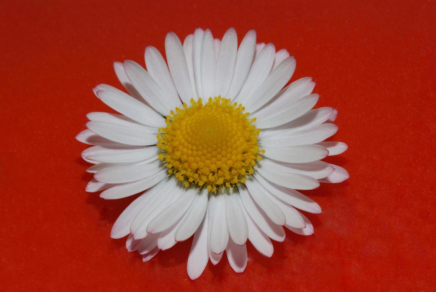 fleur de marguerite sur rouge photo