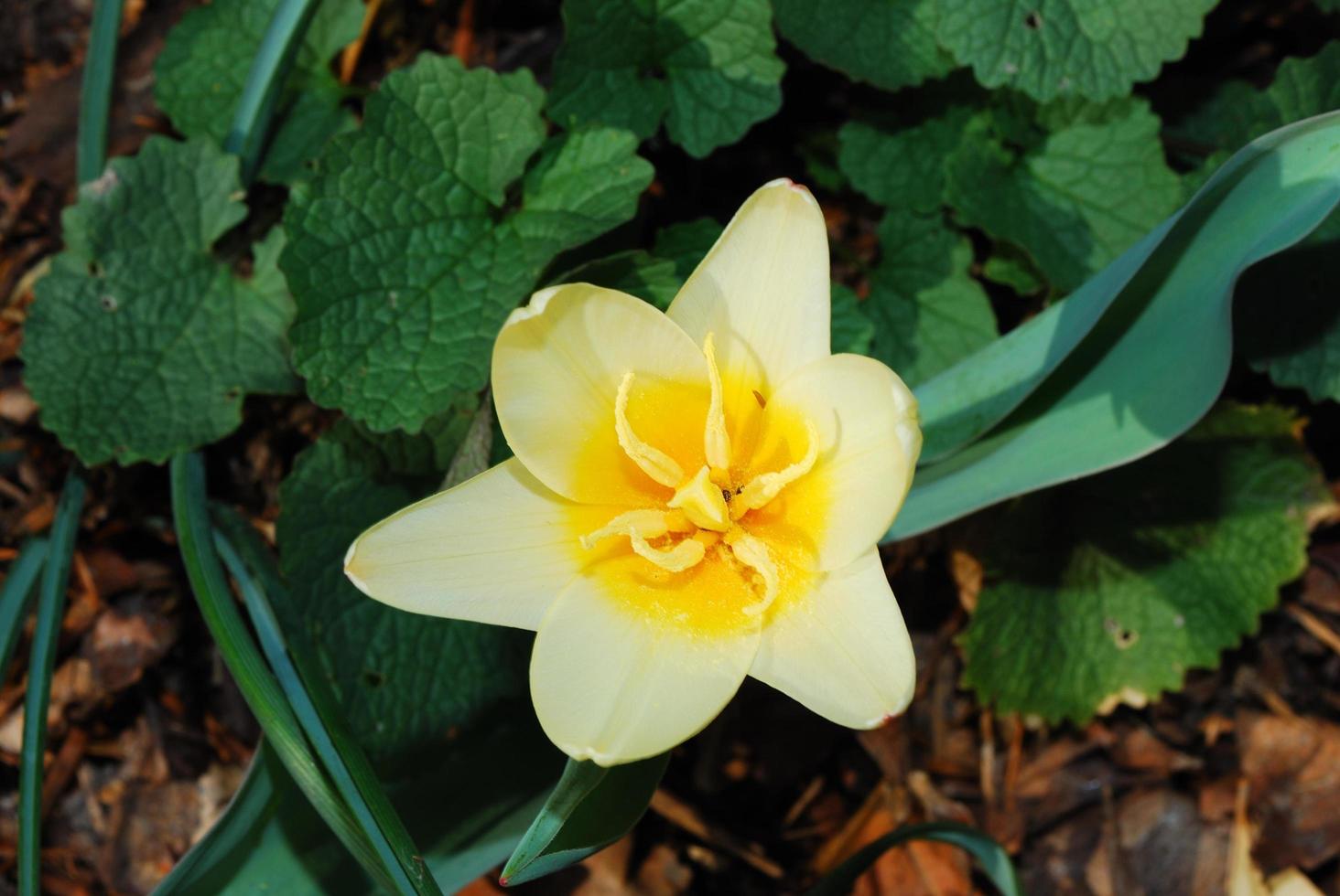 beau détail de fleur photo