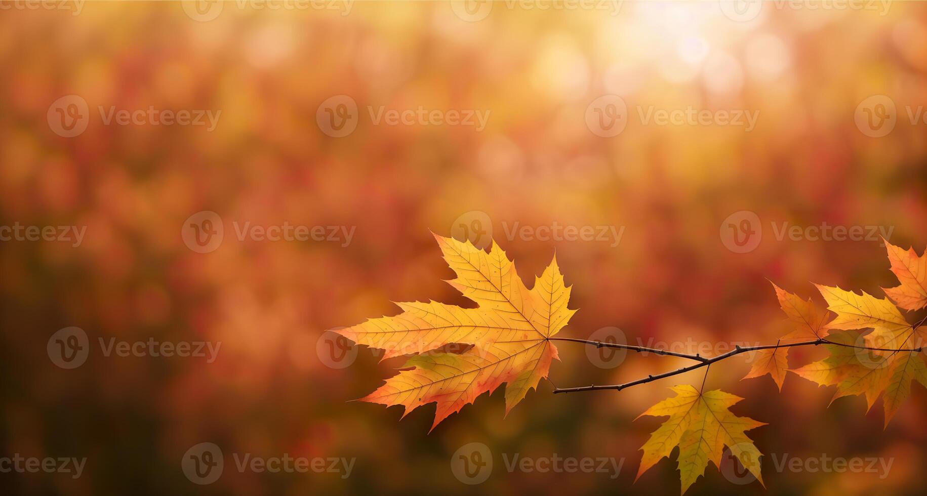 érable feuilles sur une flou l'automne Contexte bannière photo